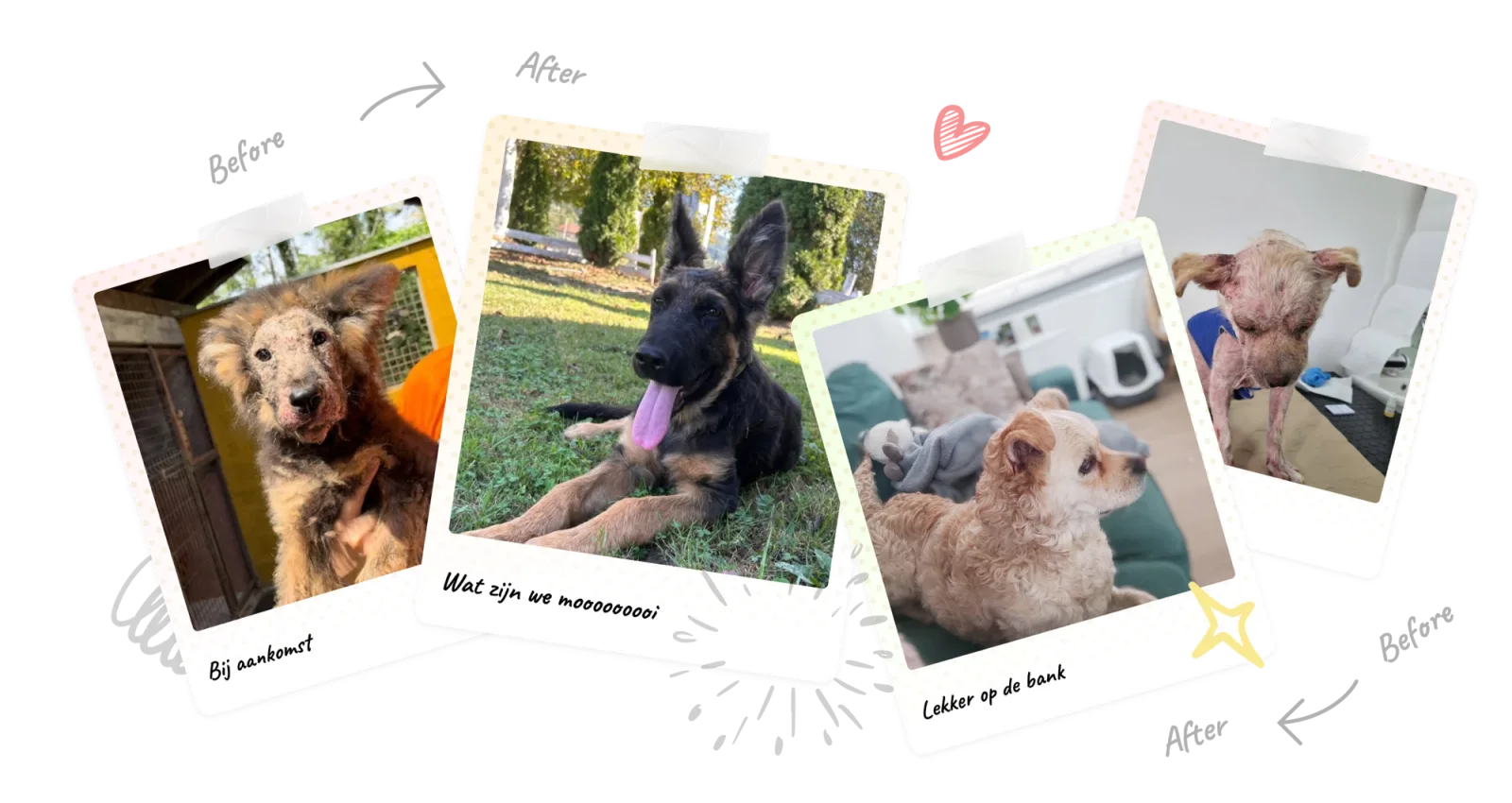Collage van geredde honden — bij aankomst en na hun herstel